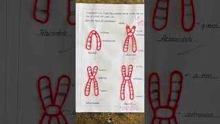 Construction of chromosome model using thread chromosome grade10 scienceprojectideas see2080 [upl. by Dnalsor]