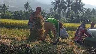 ANG PAGAANI O ANG PAG TRESER NG PALAY [upl. by Arianie]