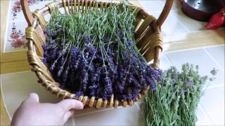 Tutorial How to Harvest and Dry Lavender [upl. by Assej]