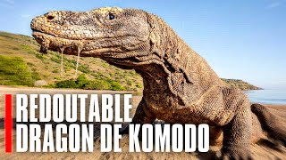 Le dragon de Komodo prédateur hors du commun [upl. by Eicnahc]