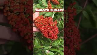 Smooth Sumac so pretty  Native Shrub North America shorts [upl. by Vardon]