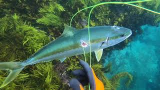 Spearfishing Basspoint  Kingfish Morwong and Crays [upl. by Novaj]