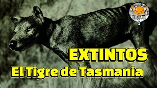 Extintos El Tigre de Tasmania [upl. by Smart706]