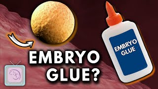 EmbryoGlue  Does it increase IVF Success [upl. by Llevol]