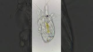 You never knew you wanted to see a copepod nauplii poop… until NOW [upl. by Holt773]