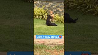 Mommy n baby playing 🥰 pets shortsfeed shortsfeed [upl. by Noerb766]