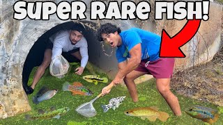 Netting SUPER RARE Fish in Hidden Tunnel [upl. by Akenaj]