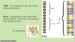 DNA Genes Chromosomes [upl. by Molly]