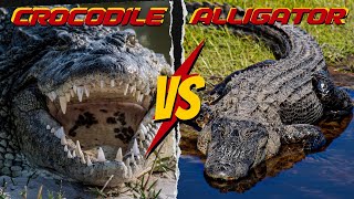 quotAlligator vs Crocodile  Differences Unveiled [upl. by Drucie33]