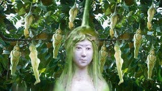 हर 20 साल में उगने वाले इस अजीब फल का रहस्य  Mysterious Fruit mystery revealed in Hindi Girl Fruit [upl. by Neilson251]