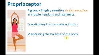 Proprioceptors  Body Coordination  Science [upl. by Amle694]