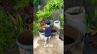 Al siram cabe pake gayung babyvlog shorts [upl. by Nelie]