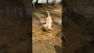 Aaj joey sirf apne man ki karega… lablove cuteanimal labradoruniverse labradoodles cutealert [upl. by Adnole]