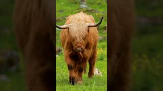 The Highland Cattle [upl. by Kyla]