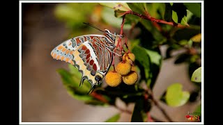 A Reprodução da BorboletadoMedronheiro Charaxes jacius [upl. by Pren]