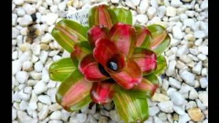 VRIESEA GUZMANIA [upl. by Sloatman637]