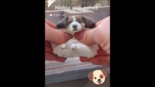 Niebla aplastada por una mano dog funnyvideo [upl. by Mello]