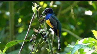 Gartered Trogon in Costa Rica [upl. by Shugart995]