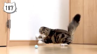 Cute kitten enjoying playing ball on slippery flooring Elle video No187 [upl. by Chicky]