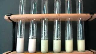 Halides in solution Test using acidified silver nitrate and ammonia [upl. by Coy967]