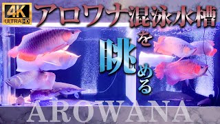 【4K】アロワナがたくさん泳ぐ大型水槽、ガーパイクやダトニオ混泳水槽【AROWANA FISH】 [upl. by Aubine]