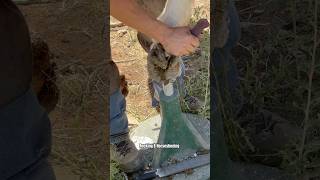 Trimming long horse hoof asmr horsehoof satisfying shortsviral [upl. by Inva]