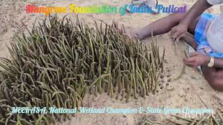 Mangrove Nursery Development in Pulicat by Mangrove Foundation of India [upl. by Letnwahs]