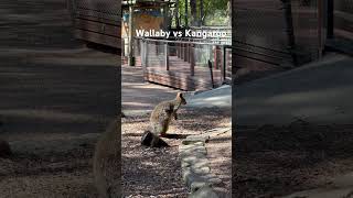 Wallaby vs Kangaroo wallaby kangaroo animal biodiversity australia fauna Park botanicgarden [upl. by Hna718]