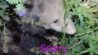 Talking to the Landscaping Cats amp oPOSsums that come to eat at night [upl. by Alwyn638]