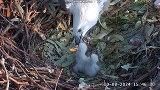 Sea EagleCAM Bielik białobrzuchy Sydney karmienie maluszków SE33 SE34 🐥🐥 2024 08 10 [upl. by Biron308]