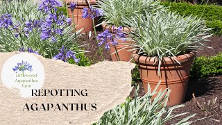 Repotting Agapanthus  How to repot Agapanthus plants  Littlewood Agapanthus Farm  Agapanthus Care [upl. by Kameko82]