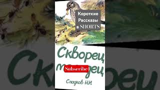 New Fairytales Every Day🔆Подпишись истории рассказы сказки аудиостори [upl. by Nachison718]