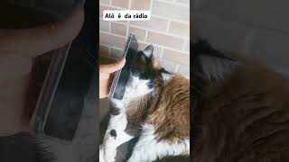 Alô é da rádio lagartixa cats gatos gatoquefala gatosquefalam [upl. by Greabe121]