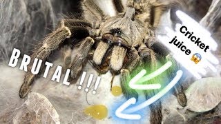 Tarantula Feeding Video 28  VERY HUNGRY SPIDERS [upl. by Otit]