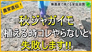 【秋ジャガイモ】暑さで腐らせない植え付けのコツ【有機農家直伝！無農薬で育てる家庭菜園】 24831 [upl. by Hyacinthe]