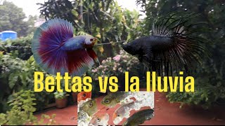 Bettas en tiempos de lluvia  Gente Betta Venezuela Dorman [upl. by Okomom]