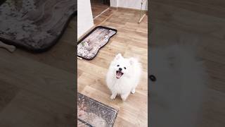 Japanese Spitz puppy loves to play look at her smile puppy [upl. by Huberman316]