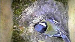 Garden Bird Parus Major Nest Building [upl. by Bose]