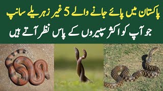 5 Non Venomous Snakes Commonly Found in Pakistan  Wildlife of Pakistan [upl. by Eatnoed315]