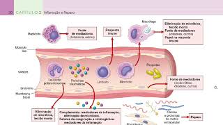 Inflamação  Introdução Capítulo 02 Robbins Pato Básica [upl. by Nhoj]