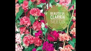 सर्दियों में उगने वाले फूल क्लार्किया Clarkia seeds grow in winter season [upl. by Rapsac]