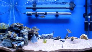 2呎慈鯛魚缸 africa cichlids tank [upl. by Linson]