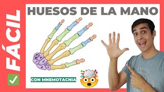 🖐🏼 HUESOS DE LA MANO Fácil Anatomía Carpo Metacarpo y Falanges [upl. by Nivar771]