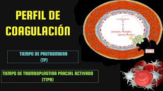 HEMOSTASIA  TIEMPO DE PROTROMBINA TP  TIEMPO DE TROMBOPLASTINA PARCIAL ACTIVADO TTPa [upl. by Seltzer]