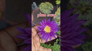 Plum crazy youtube shortvideo shortfeed shortsfeed short gardenplants waterlily garden [upl. by Elvie]