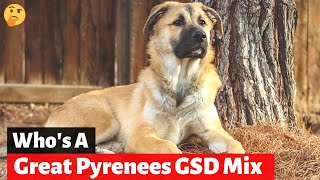 Should you get A German Shepherd Great Pyrenees MixBreed Shepnees [upl. by Edieh]