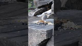 Whitecrowned Sparrow🐦Woodpile Buffet whitecrownedsparrow [upl. by Lesley]