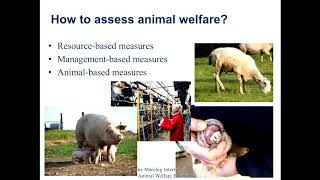 Professor Cathy Dwyer  Welfare of Farm Animals Welfare Assessment and Ethical Dilemmas [upl. by Hseham426]