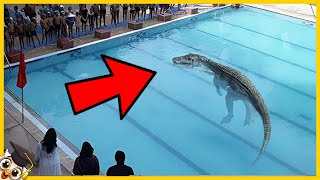 20 Animali Pericolosi Che Hanno Invaso Le Piscine [upl. by Ahsemal]