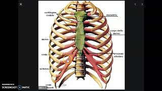 LA GABBIA TORACICA E GLI ARTI [upl. by Zeta]